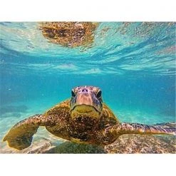 No Slip Sea Turtle 1 Shower Mat